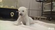 Premiers pas d'un ours polaire au Zoo de Toronto... Awww... Trop Mignon!!