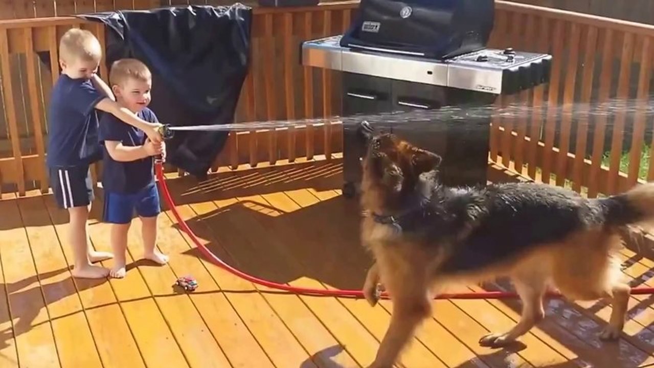 Funny Babies with Funny Dog (HD)