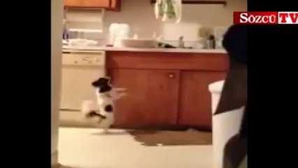 Sevimli köpekten ilginç dans