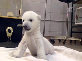 Первые шаги белого медвежонка