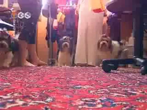 пошив одежды для собак