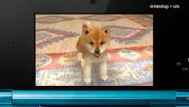 Nintendogs   Cats : Caniche Toy et ses nouveaux amis - Trailer Japon