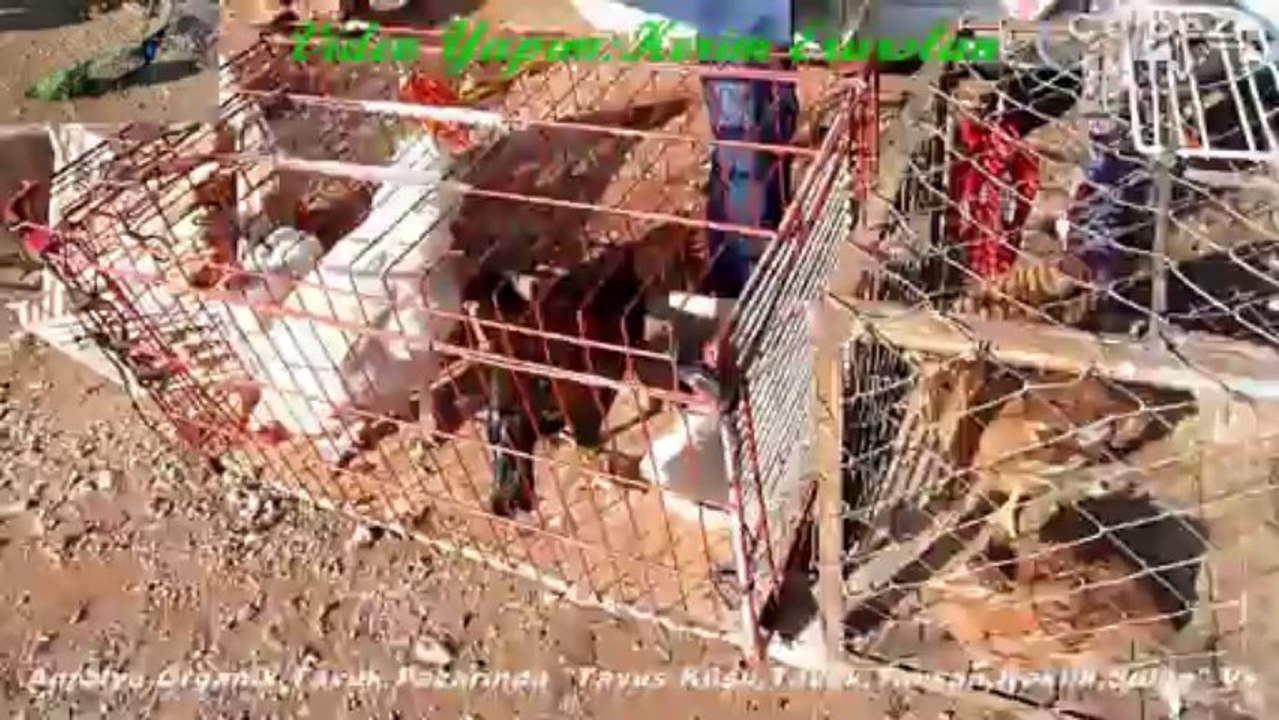 Antalya Organik Tavuk Pazarında "Tavus Kuşu,Tavuk,Tavşan,Keklik,Sülün" Vs.