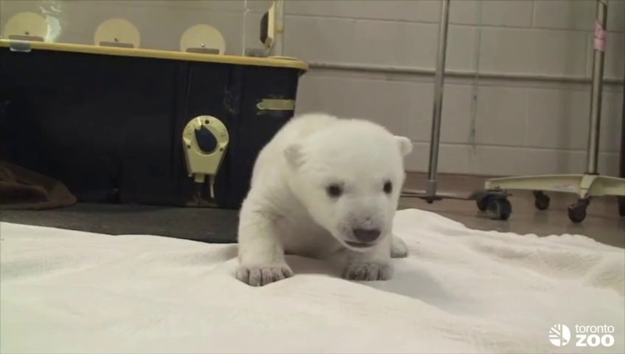 Un ourson polaire fait ses premiers pas au zoo de Toronto