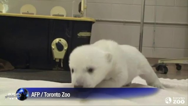 Un bébé ours polaire fait ses premiers pas au zoo de Toronto