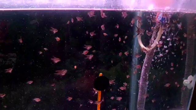 melek balığı yavruları