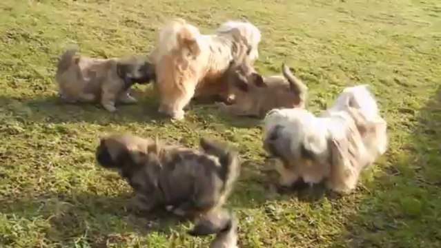 chiots chub 1ere sortie 091