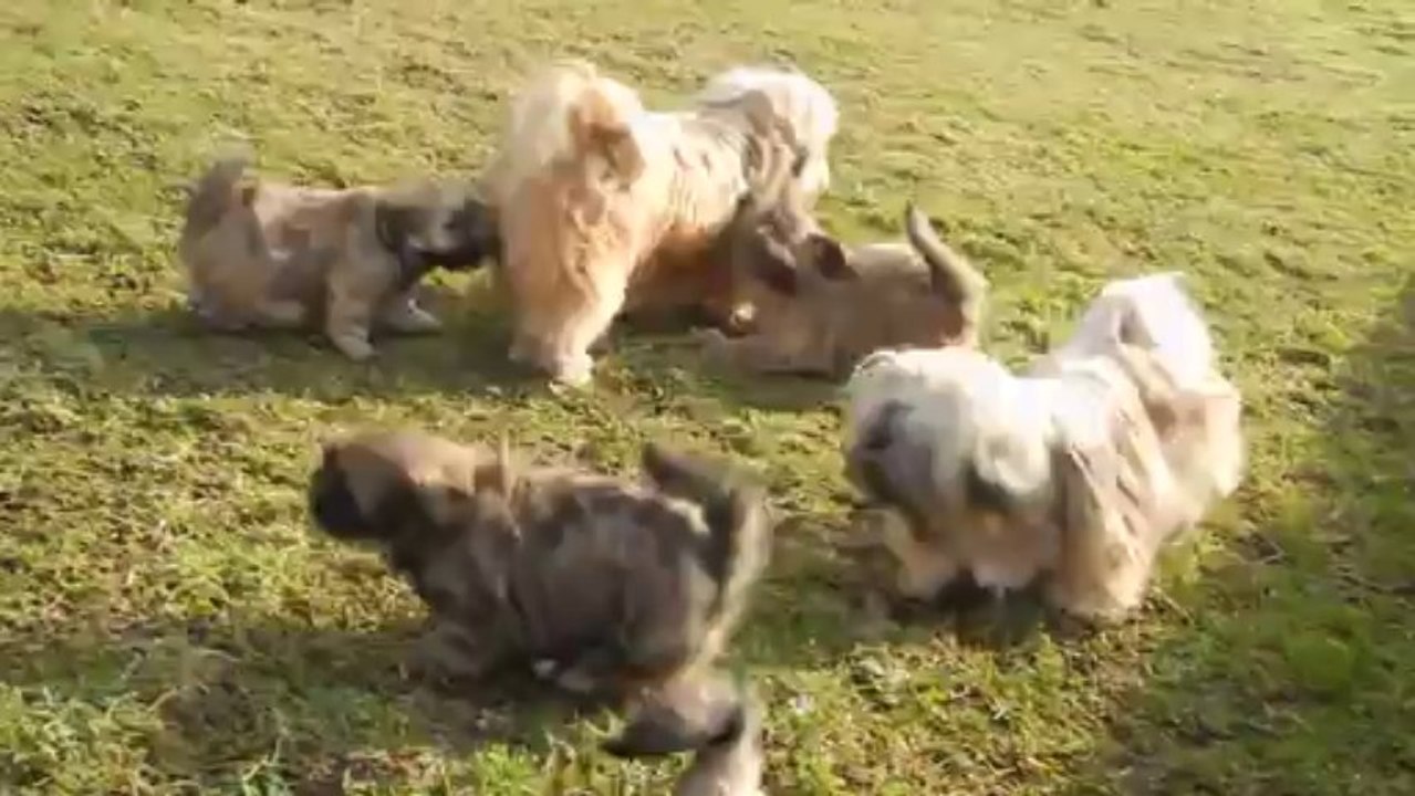 chiots chub 1ere sortie 091