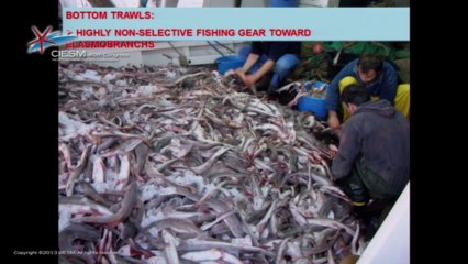 Alen Soldo - CIESM Panel on Fishery Governance