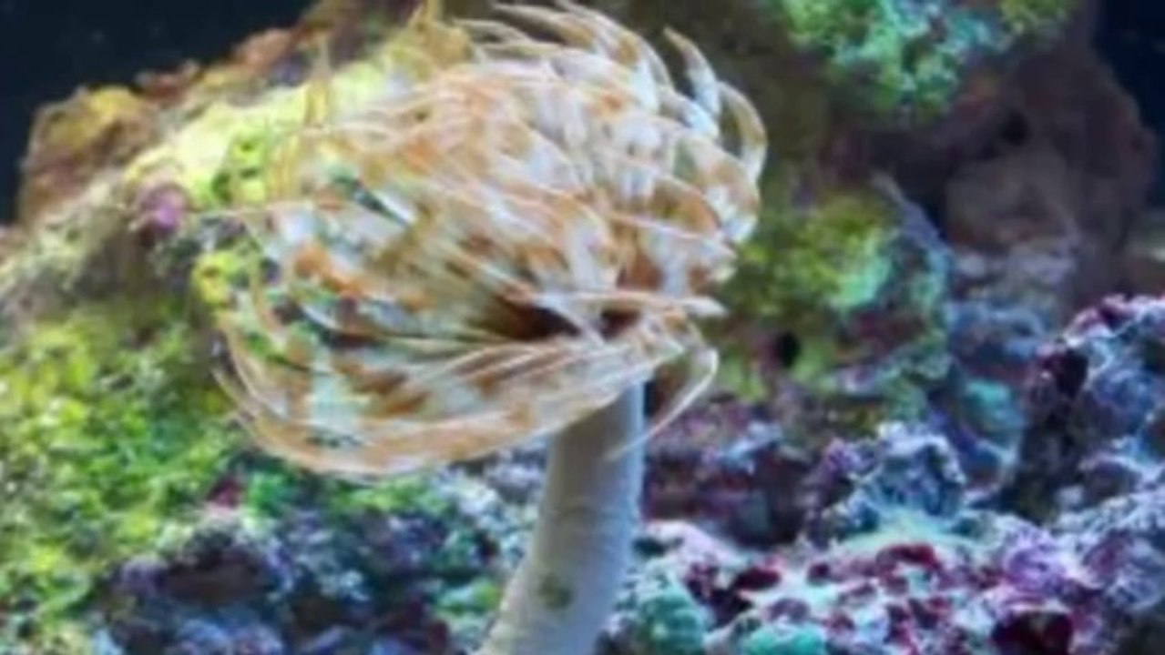 Classical Music Vol. 7 Franz Schubert  Serenade