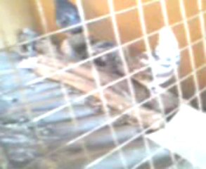 Mon guett filmé le 5janvier2014 un jour après la naissance des jumelles