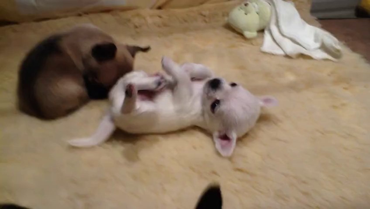 male blanc