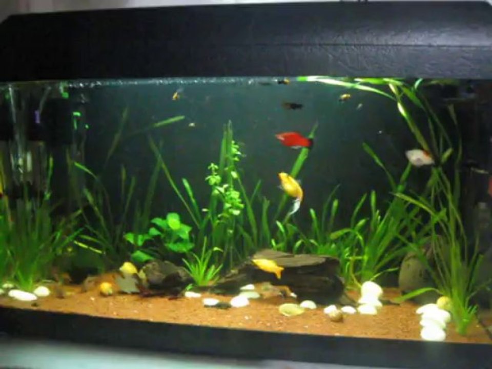 Bitkili akvaryum