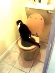 A Perfectly House-Trained Cat