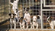 Chiots jack russell terrier 2 mois
