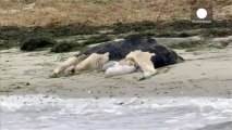 IL macabro mistero delle mucche spiaggiate