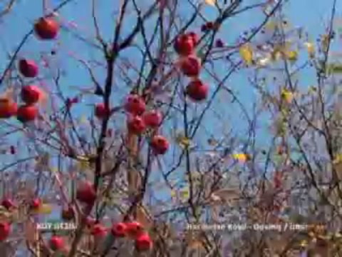 139 Ödemiş Kestane Nete