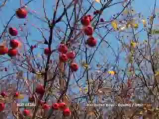 139 Ödemiş Kestane Nete