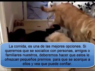 Como Enseñar A Un Perro A Socializar Desde el Principio
