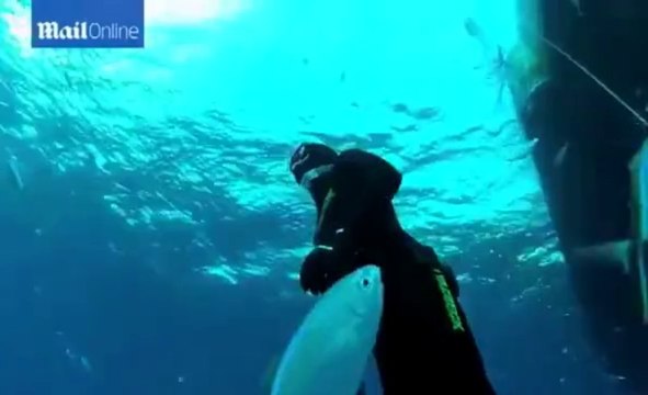Free divers swimming with SHARKS for thrills Mail Online