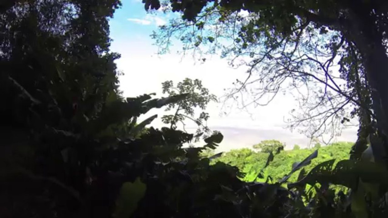 Foret de Rorota - Guyane Française / Rorota Forest - French Guiana