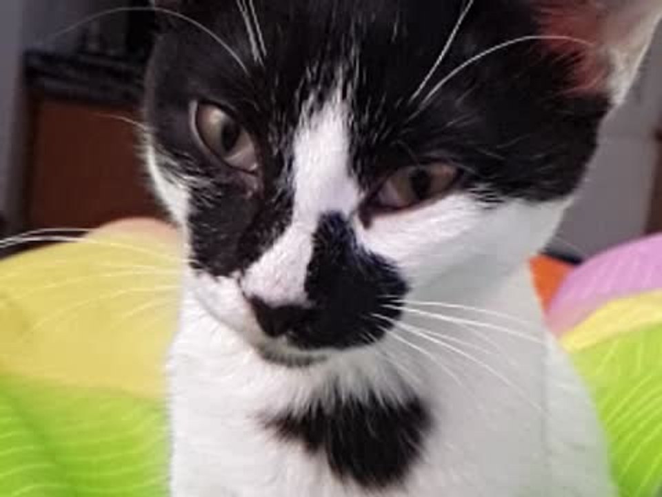 Kitten Yawning In Slow Motion