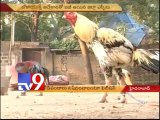 Lokayukta warns to stop Cockfights in  Andhra