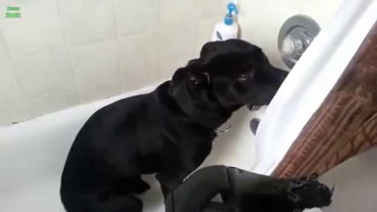 Ultimate Funny Guilty Dog Video Compilation 2013 [HD]_clip57