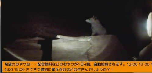 2014-01-11 17-45　牧場三号機　こうして20分近く吠えるナナ姫