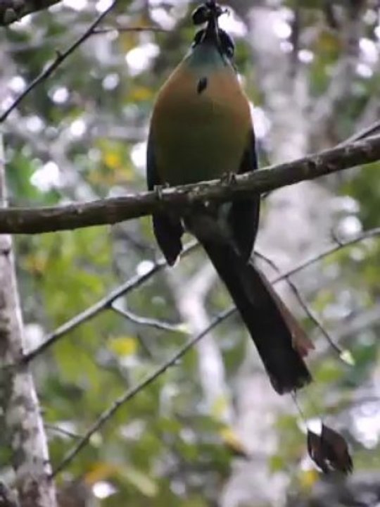 Motmot 2