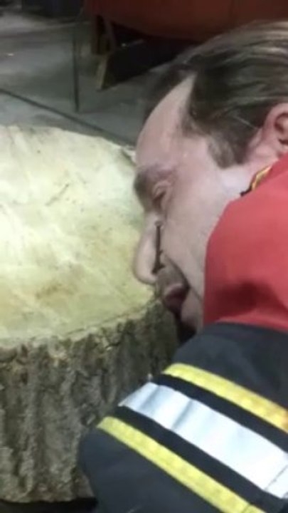 Nez cloué sur une bûche de bois