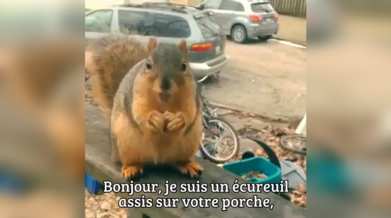 Ecureuil qui parle