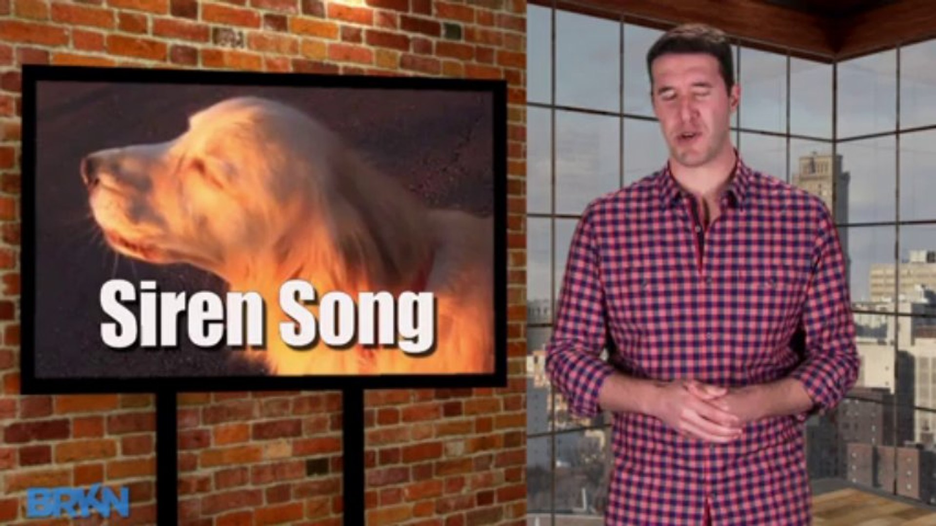 Golden Retriever Mimics Police Siren