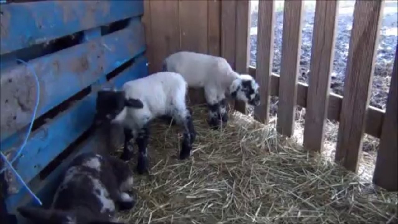 Premiers Agneaux 2014