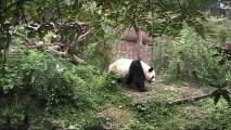 Chengdu Research Base of Giant Panda Breeding, China Holidays