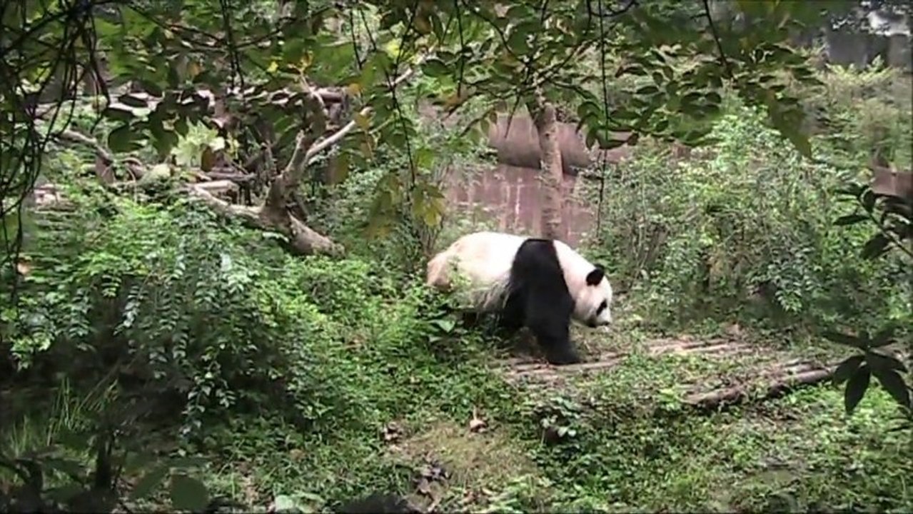 Chengdu Research Base of Giant Panda Breeding, China Holidays