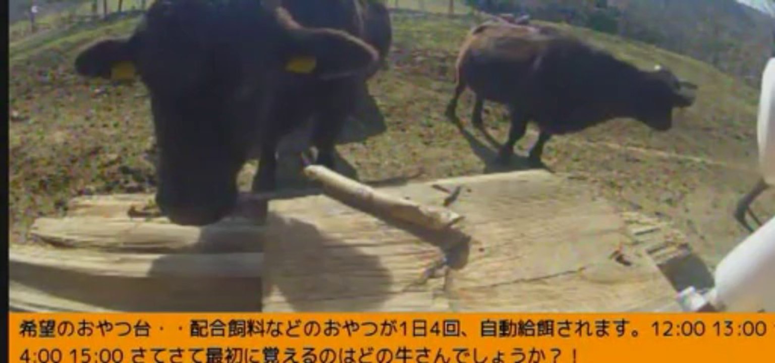 2014-01-12 12-34　牧場３号機　女性ボラさん　りんご