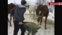 15 yaşında, yarış atlarının bakımını yapıyor