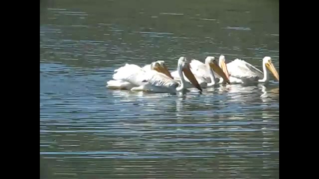 Get Droll Yankee products & squirrel-proof Bird feeders