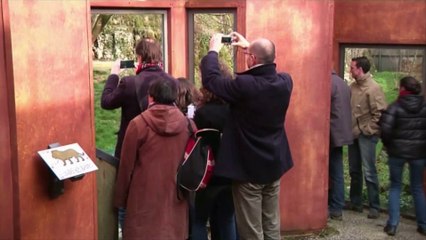 Trois bébés lions asiatiques pour le zoo de Besançon