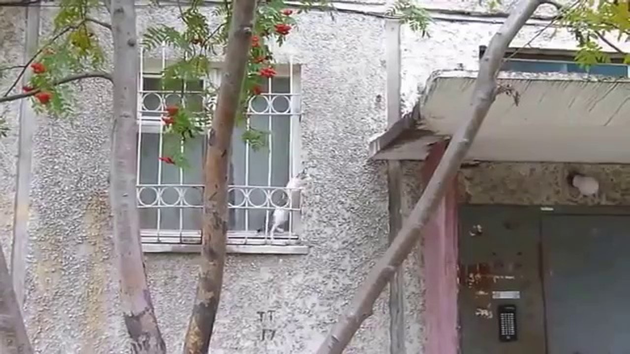 Katze beweist echtes Klettergeschick