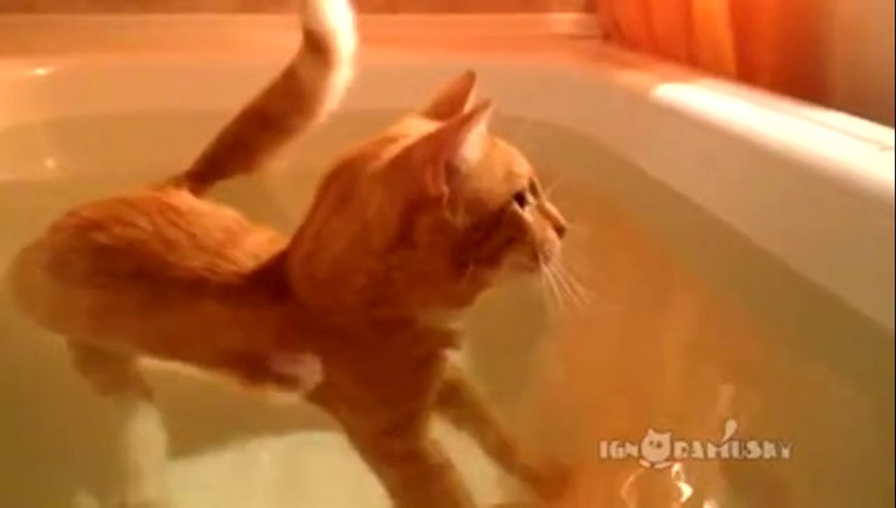 Katze genießt ihr heißes Bad