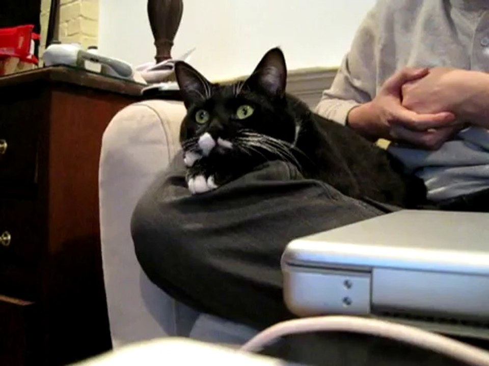 Katze guckt den Discovery Channel