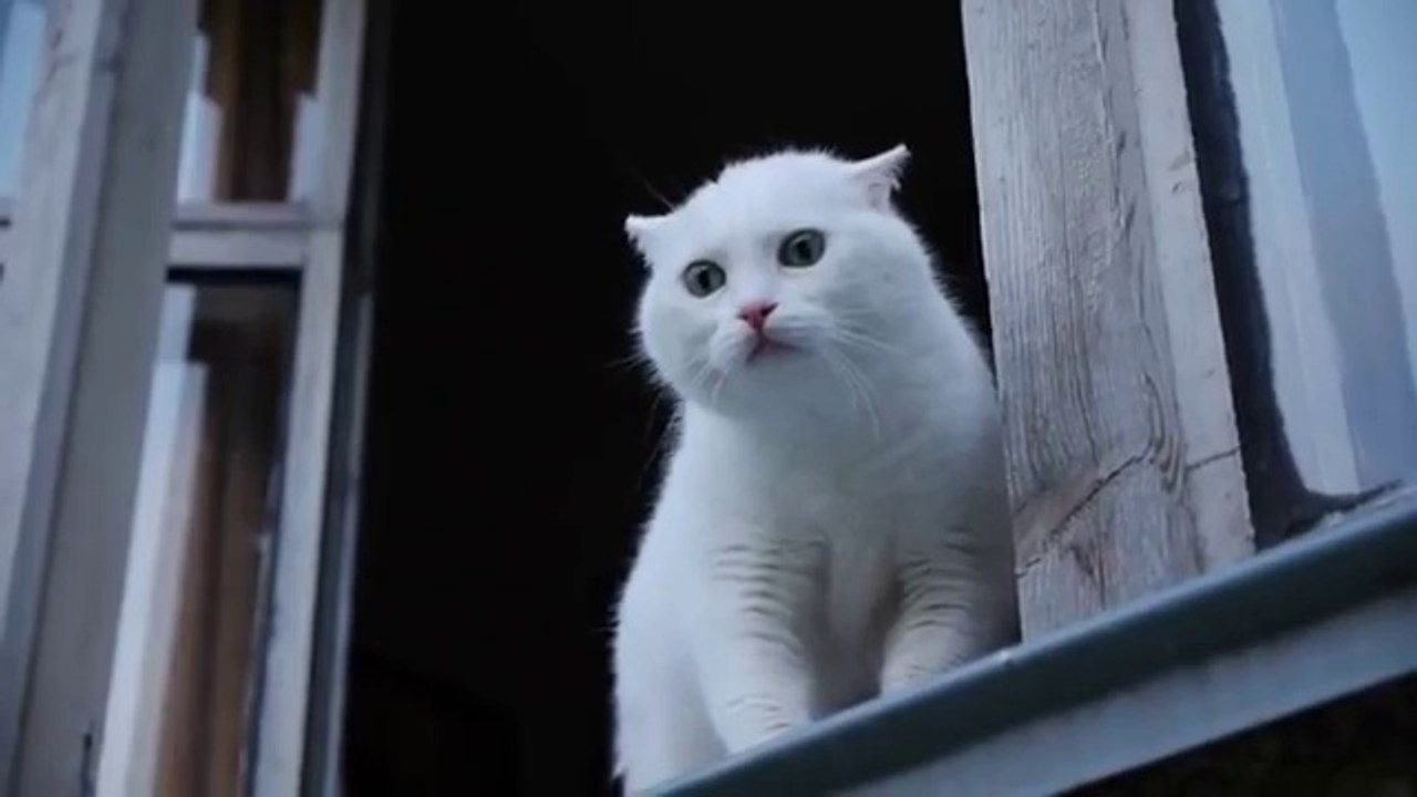 Katze hasst es belästigt zu werden