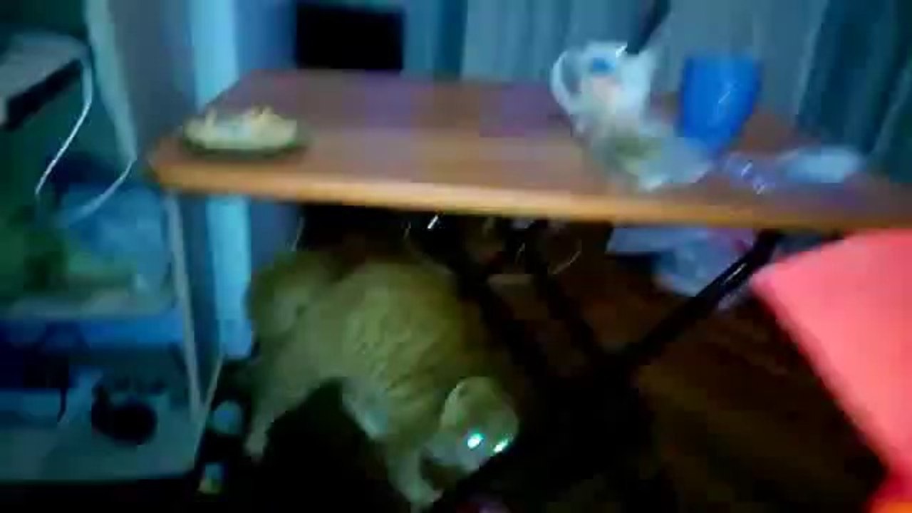 Katze hat Angst vorm Blumenstrauß