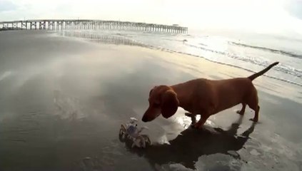 Videos de Risa: Perro curioso contra cangrejo enfadado (tepillao.com)