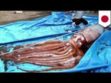 Monster giant squid caught in waters off Japan