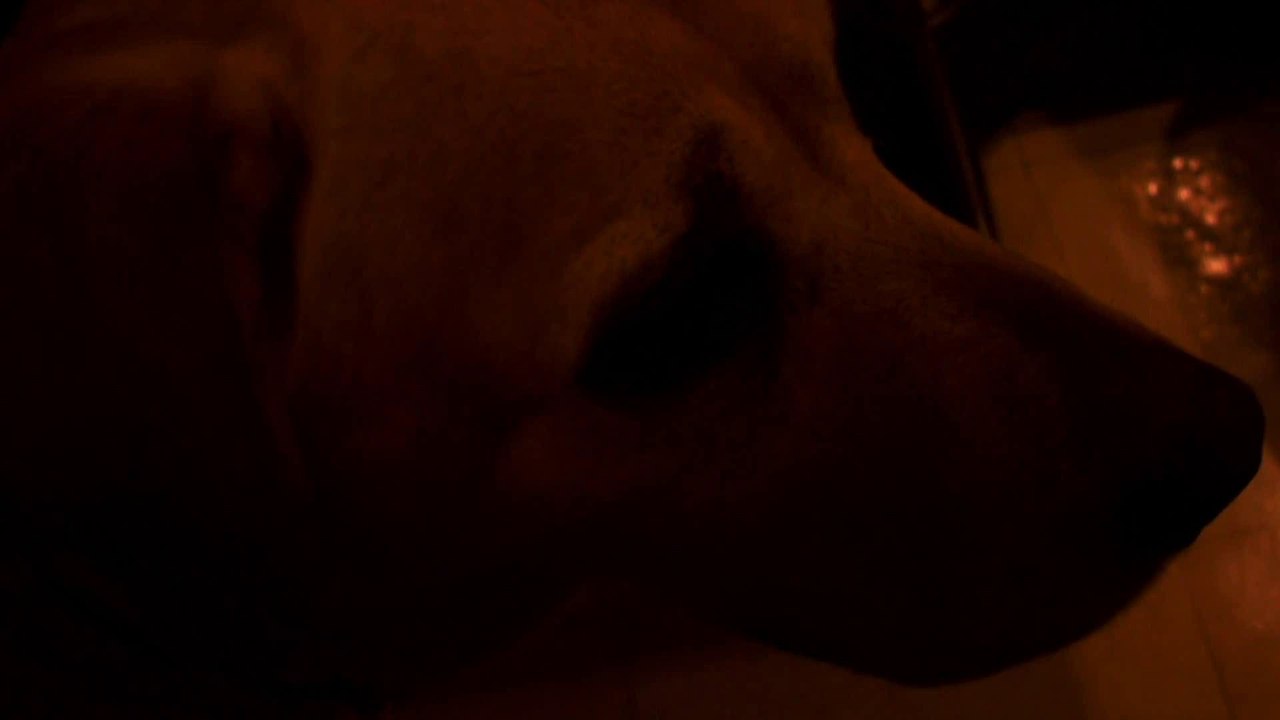 2008-03-25_看板犬アイビー