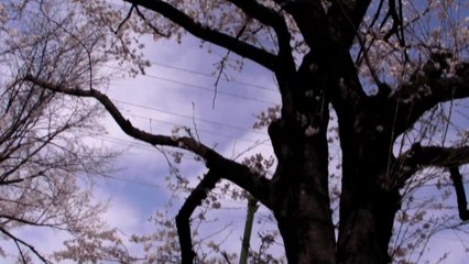 2008-03-29_さくら