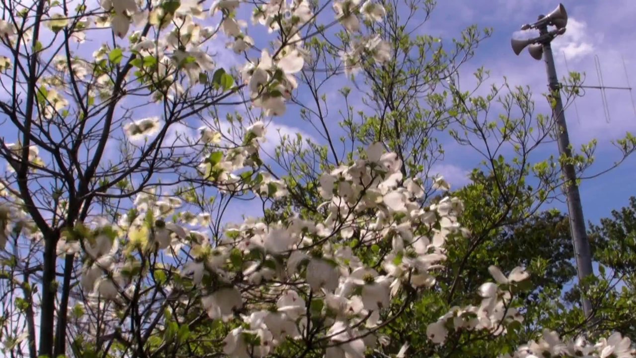 2008-04-19_ハナミズキの咲く頃